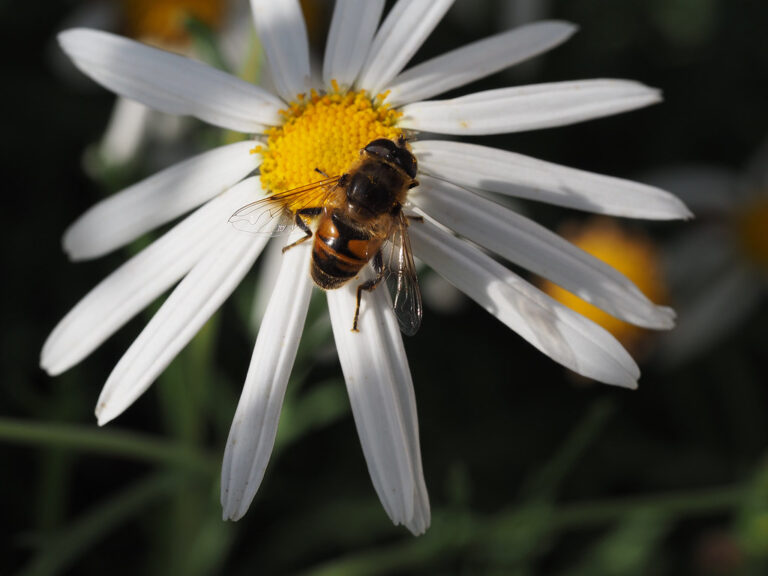 Buzzing Battle: How Invasive Honey Bees Threaten Perth’s Native Pollinators