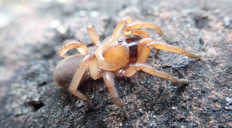Unveiling the Kimberley’s Hidden Architects: New Trapdoor Spider Species Redefine Biodiversity