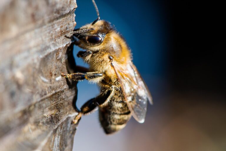 Revolutionary Honey Test Set to Boost Western Australia’s Beekeeping Industry