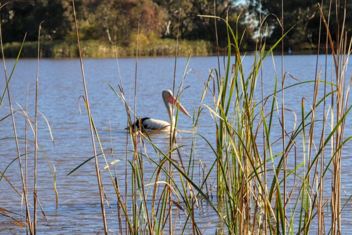 white and black bird on water during daytime