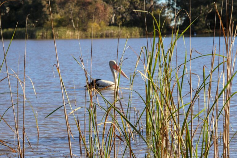 Albanese Government Invests $2.25 Million to Safeguard Australia’s Wetlands with New Science and Data Initiatives